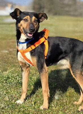 BOBI - R E S E R V I E R T !!!!! freundlich und anhänglich, verschmust, lebhaft, gelehrig