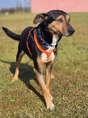BOBI - R E S E R V I E R T !!!!! freundlich und anhänglich, verschmust, lebhaft, gelehrig, Mischling - Rüde