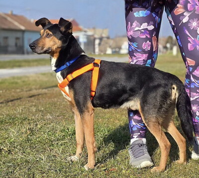 BOBI - R E S E R V I E R T !!!!! freundlich und anhänglich, verschmust, lebhaft, gelehrig, Mischling - Rüde