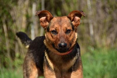BOBKO, Mischling - Rüde