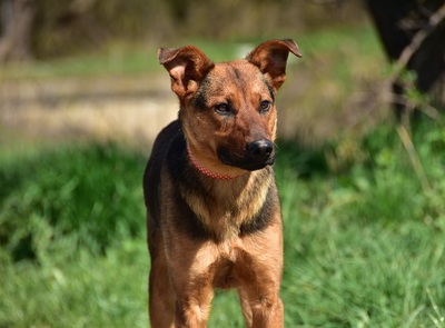 BOBKO, Mischling - Rüde