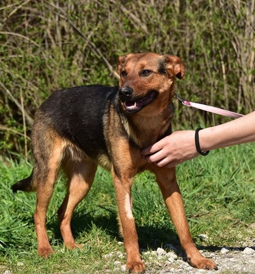 BOBKO, Mischling - Rüde