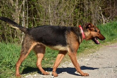 BOBKO, Mischling - Rüde