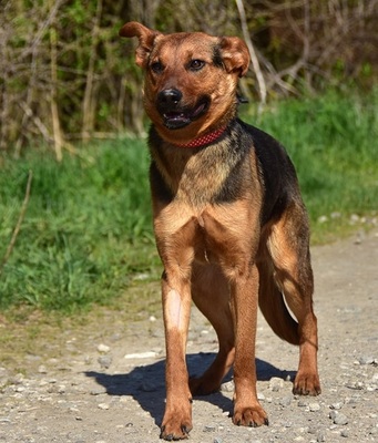 BOBKO, Mischling - Rüde