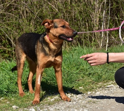 BOBKO, Mischling - Rüde