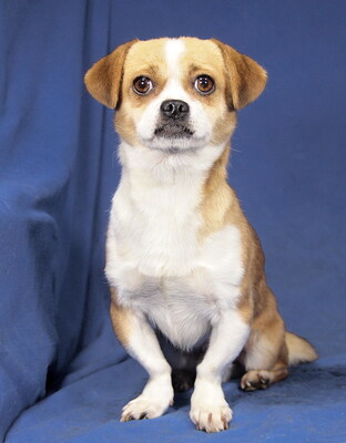 BOBO - R E S E R V I E R T !!!!! freundlich, lebhaft, fröhlich, klug; will derzeit weder gestreichelt, umarmt oder hochgehoben werden, könnte sonst knurren oder schnappen