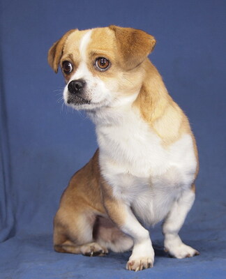 BOBO - R E S E R V I E R T !!!!! freundlich, lebhaft, fröhlich, klug; will derzeit weder gestreichelt, umarmt oder hochgehoben werden, könnte sonst knurren oder schnappen, Chihuahua Mischling - Rüde