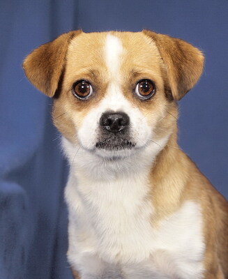 BOBO - R E S E R V I E R T !!!!! freundlich, lebhaft, fröhlich, klug; will derzeit weder gestreichelt, umarmt oder hochgehoben werden, könnte sonst knurren oder schnappen, Chihuahua Mischling - Rüde