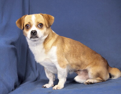 BOBO - R E S E R V I E R T !!!!! freundlich, lebhaft, fröhlich, klug; will derzeit weder gestreichelt, umarmt oder hochgehoben werden, könnte sonst knurren oder schnappen, Chihuahua Mischling - Rüde