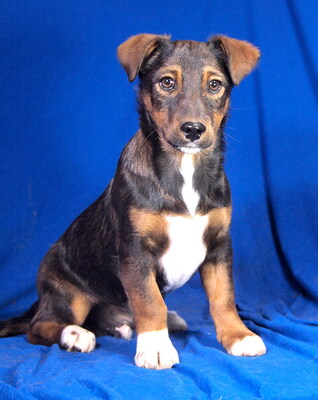 BOBO - verschmust, sehr anhänglich, lebhaft, verspielt, neugierig