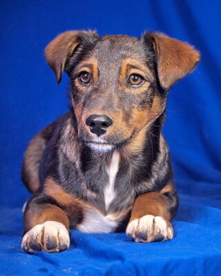 BOBO - verschmust, sehr anhänglich, lebhaft, verspielt, neugierig, Mischling Welpen - Rüde