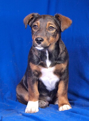 BOBO - verschmust, sehr anhänglich, lebhaft, verspielt, neugierig, Mischling Welpen - Rüde