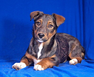 BOBO - verschmust, sehr anhänglich, lebhaft, verspielt, neugierig, Mischling Welpen - Rüde