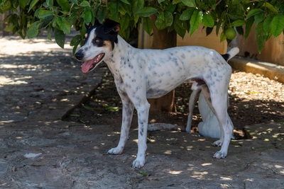 BODI, Ratero-Bodeguero-Mischling - Rüde