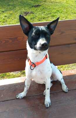 BODKA Bodo, Basenji/Pinschermix - Rüde