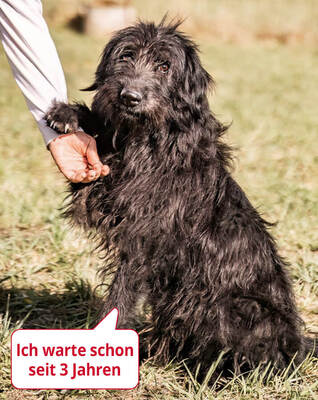 BOGAR - R E S E R V I E R T !!!!! menschenbezogen, anhänglich, verschmust, lebhaft, gelehrig, anfangs ein bisschen ängstlich, Mischling (Video auf HP) - Rüde