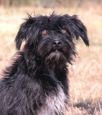 BOGI - R E S E R V I E R T !!!!! sehr lieb und aufgeschlossen, verschmust, lebhaft, gelehrig, anfangs möglicherweise schüchtern