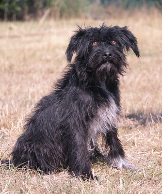 BOGI - R E S E R V I E R T !!!!! sehr lieb und aufgeschlossen, verschmust, lebhaft, gelehrig, anfangs möglicherweise schüchtern, Mischling (Video auf HP) - Hündin