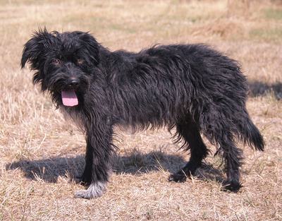 BOGI - R E S E R V I E R T !!!!! sehr lieb und aufgeschlossen, verschmust, lebhaft, gelehrig, anfangs möglicherweise schüchtern, Mischling (Video auf HP) - Hündin