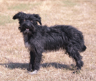 BOGI - sehr lieb und aufgeschlossen, verschmust, lebhaft, gelehrig, anfangs möglicherweise schüchtern, Mischling (Video auf HP) - Hündin