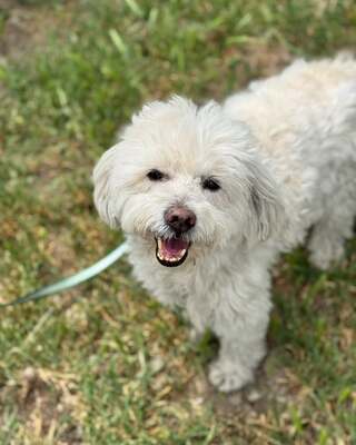 BOGYO freundlicher Bichon-Mix-Rüde sucht sein für immer Zuhause 💙💙💙