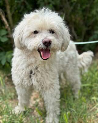 BOGYO freundlicher Bichon-Mix-Rüde sucht sein für immer Zuhause 💙💙💙, Bichon-Mischling - Rüde
