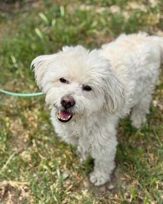 BOGYO freundlicher Bichon-Mix-Rüde sucht sein für immer Zuhause 💙💙💙, Bichon-Mischling - Rüde