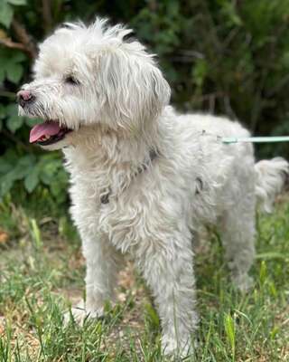 BOGYO freundlicher Bichon-Mix-Rüde sucht sein für immer Zuhause 💙💙💙, Bichon-Mischling - Rüde