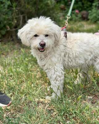 BOGYO freundlicher Bichon-Mix-Rüde sucht sein für immer Zuhause 💙💙💙, Bichon-Mischling - Rüde