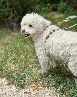 BOGYO freundlicher Bichon-Mix-Rüde sucht sein für immer Zuhause 💙💙💙, Bichon-Mischling - Rüde