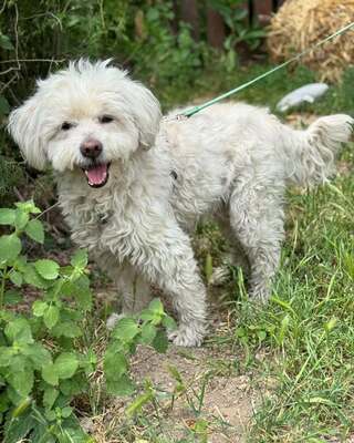 BOGYO freundlicher Bichon-Mix-Rüde sucht sein für immer Zuhause 💙💙💙, Bichon-Mischling - Rüde