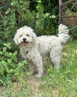 BOGYO freundlicher Bichon-Mix-Rüde sucht sein für immer Zuhause 💙💙💙, Bichon-Mischling - Rüde