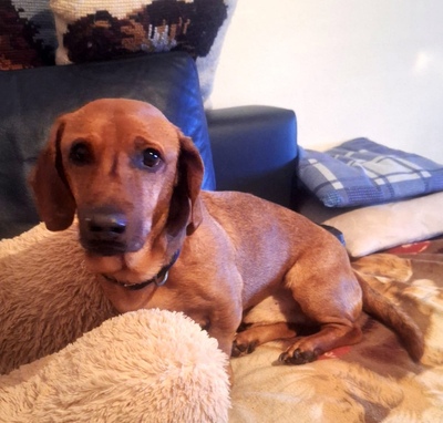 BOJAR, Dackelmischling - Rüde