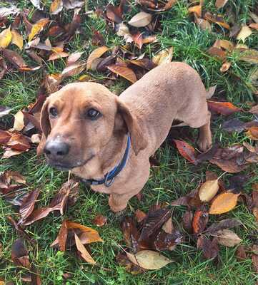 BOJAR, Dackelmischling - Rüde