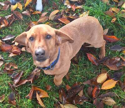 BOJAR, Dackelmischling - Rüde