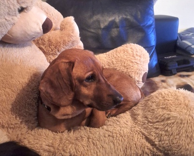 BOJAR, Dackelmischling - Rüde