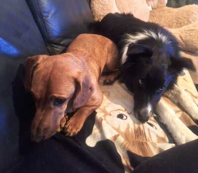 BOJAR, Dackelmischling - Rüde