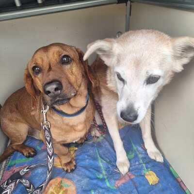 BOJAR, Dackelmischling - Rüde