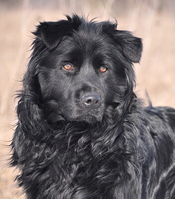 BOJTAR - offenes und sehr freundliches Wesen, anhänglich, verschmust, treu, bewegungsfreudig, nicht zu Katzen, anfangs ängstlich und zurückhaltend