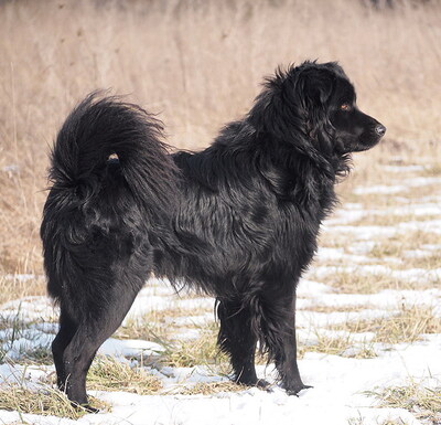 BOJTAR - offenes und sehr freundliches Wesen, anhänglich, verschmust, treu, bewegungsfreudig, nicht zu Katzen, anfangs ängstlich und zurückhaltend, Mischling (Video auf HP) - Rüde