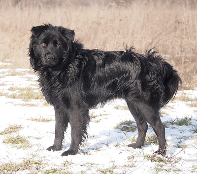 BOJTAR - offenes und sehr freundliches Wesen, anhänglich, verschmust, treu, bewegungsfreudig, nicht zu Katzen, anfangs ängstlich und zurückhaltend, Mischling (Video auf HP) - Rüde