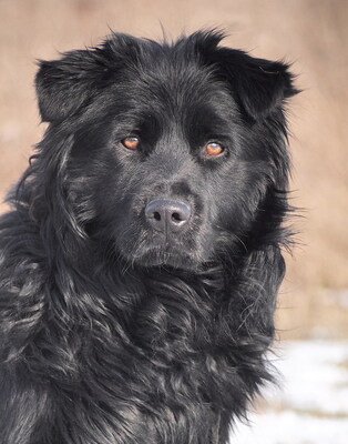 BOJTAR - offenes und sehr freundliches Wesen, anhänglich, verschmust, treu, bewegungsfreudig, nicht zu Katzen, anfangs ängstlich und zurückhaltend, Mischling (Video auf HP) - Rüde