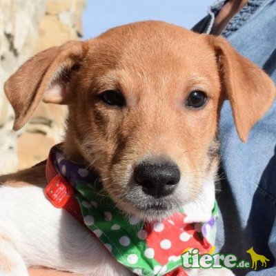 BOLICHE - Ubeda, Mischling mittelgroß werdend, unkastriert Welpen - Rüde