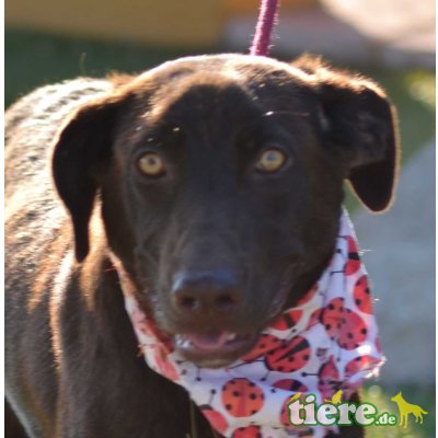 BOLLY - Linares, Labrador-Mix - unkastriert Welpen - Rüde