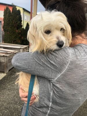 BONA, Mischling - Hündin