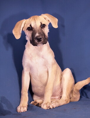 BONITA - R E S E R V I E R T !!!!! sehr lieb und umgänglich, fröhlich, neugierig, sehr lebhaft, Mischling Welpen - Hündin