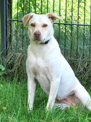 BONNIE - R E S E R V I E R T !!!!! freundlich und sehr lebenslustig, gutmütig, gelehrig, neugierig, verschmust, bewegungsfreudig, katzenverträglich