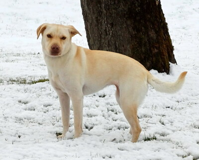 BONNIE - R E S E R V I E R T !!!!! freundlich und sehr lebenslustig, gutmütig, gelehrig, neugierig, verschmust, bewegungsfreudig, katzenverträglich, Mischling (Video auf HP) - Betreuungsplatz Steiermark - Hündin