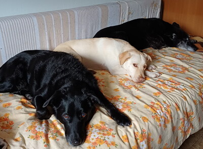 BONNIE - R E S E R V I E R T !!!!! freundlich und sehr lebenslustig, gutmütig, gelehrig, neugierig, verschmust, bewegungsfreudig, katzenverträglich, Mischling (Video auf HP) - Betreuungsplatz Steiermark - Hündin