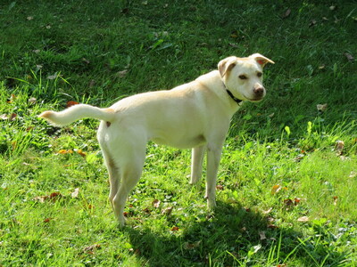 BONNIE - R E S E R V I E R T !!!!! freundlich und sehr lebenslustig, gutmütig, gelehrig, neugierig, verschmust, bewegungsfreudig, katzenverträglich, Mischling (Video auf HP) - Betreuungsplatz Steiermark - Hündin